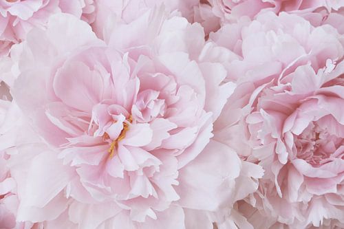 Pink Peony Blossom