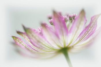 Astrantia.
