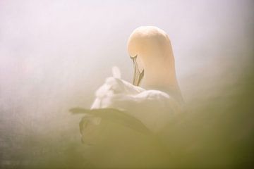 Jan van Gent à Heligoland sur Nanda Bussers