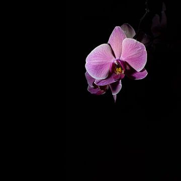 Low key paars roze bloem orchidee zwarte achtergond van Lucia Leemans