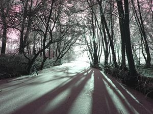Forêt de rêve I