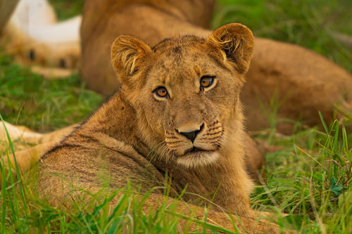 Young Lion Cub Resting in Grass Staring Intently