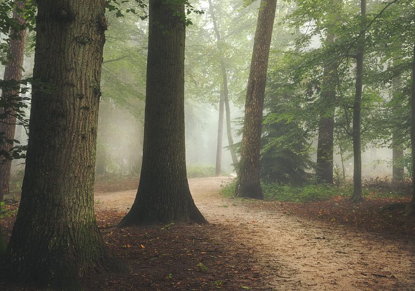forest lane in the fog by natascha verbij