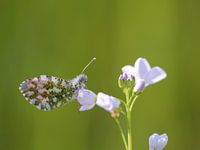Oranjetipje op pinksterbloem
