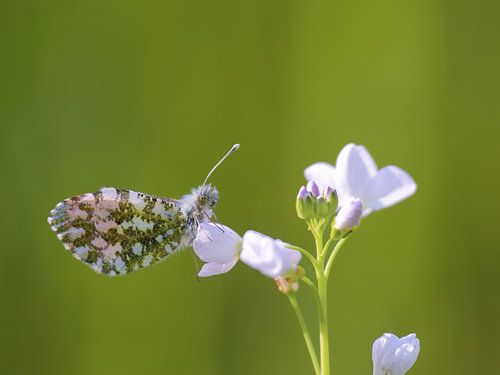 Orangefarbene Spitzen an der Kuckucksblume