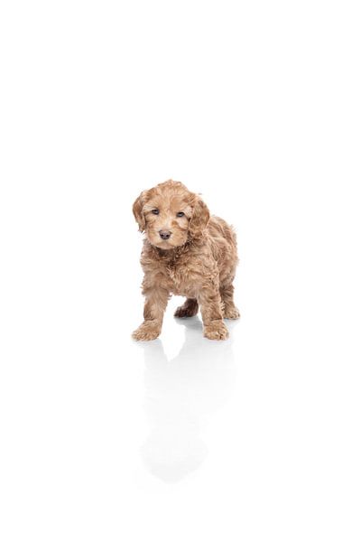 Portrait Labradoodle Welpe Hund von Ellen Van Loon