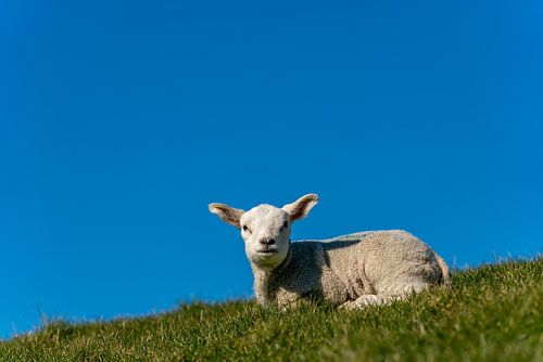 Texel lammetje geniet van de zon
