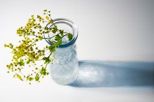 Glazen vaas met bloemen uit de mantel van de dame (Alchemilla) en een blauwe schaduw op een witte ac