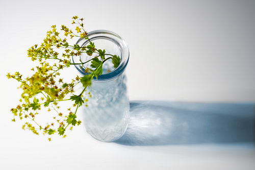 Glasvase mit Blumen aus Frauenmantel (Alchemilla) und blauem Schatten auf weißem Hintergrund mit Kop