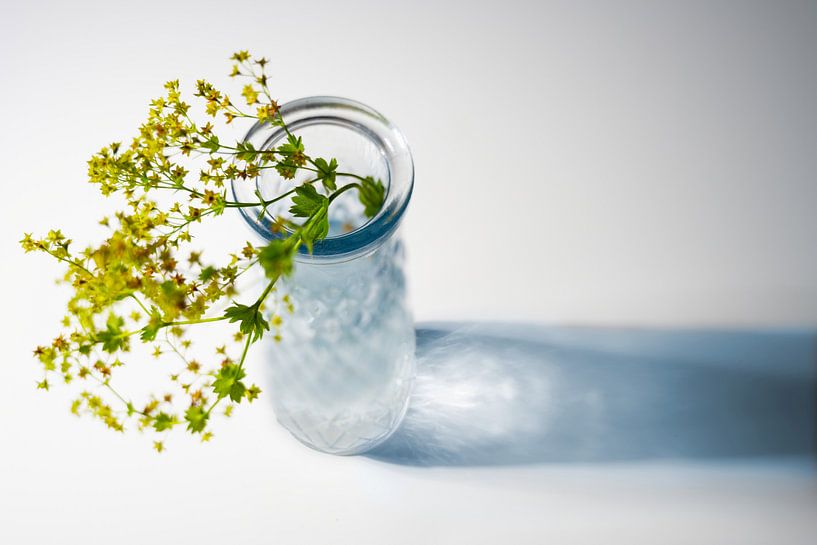 Glazen vaas met bloemen uit de mantel van de dame (Alchemilla) en een blauwe schaduw op een witte ac van Maren Winter