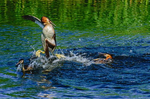 Futen territoriumgevecht