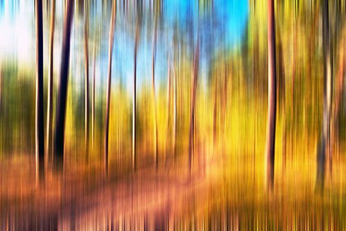 Sonnige, herbstliche Poesie des Kiefernwaldes - Abstraktion