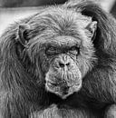 Chimpansee van Renate Peppenster thumbnail