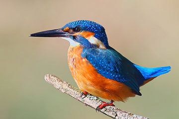 Kleurrijke ijsvogel zittend op een tak op een zonnige ochtend van Mario Plechaty Photography