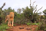 Le lion africain en milieu naturel par Bobsphotography Aperçu