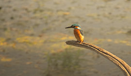 Kingfisher in the golden light by ruben van der Kolk
