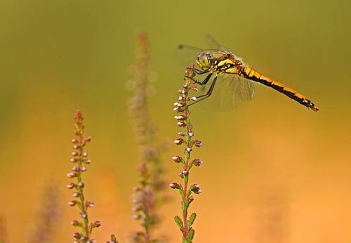 Zwarte heidelibel
