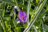 Purple flower