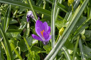 Paarse bloem van Melany Lampe