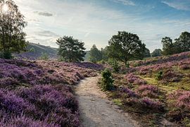 Posbank und ein Hauch von Nebel von Leo Kramp Fotografie