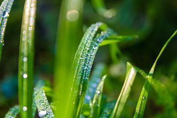 Morning dew in the grass by Scarlett van Kakerken