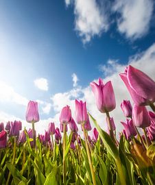 Kopf hoch! von Pascal Raymond Dorland