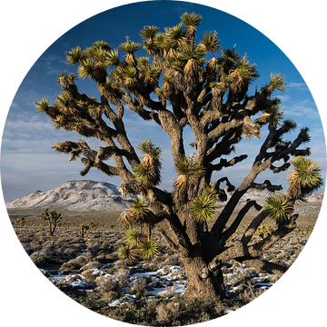 Portret van een zogeheten Joshua Tree (Yucca brevifolia) groeiend in Death Valley National Park in d