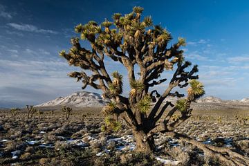 Portret van een zogeheten Joshua Tree (Yucca brevifolia) groeiend in Death Valley National Park in d van Nature in Stock