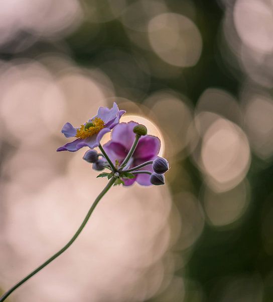 single anemone tomentosa by Tania Perneel