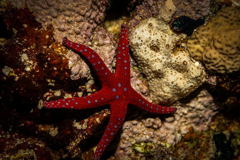 Seestern, Rote Meer, Ägypten von Travel Tips and Stories