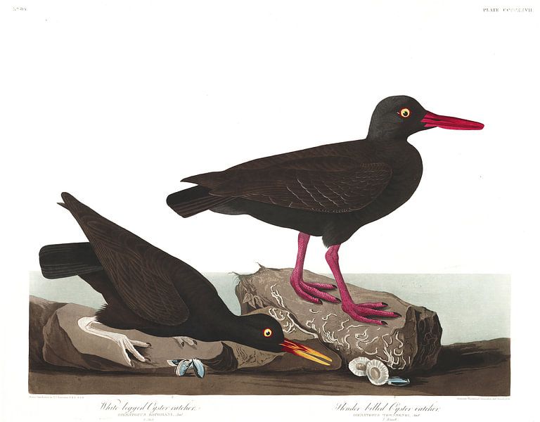 Noord-Amerikaanse Zwarte Scholekster van Birds of America