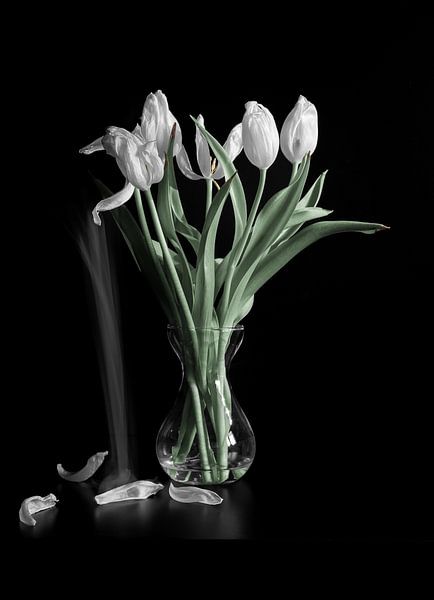 Falling leaves of white tulips by Jefra Creations
