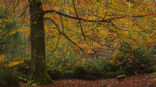 Boom in herfstkleuren