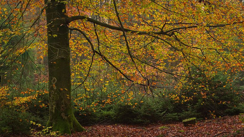 Tree in autumn colours by René Jonkhout