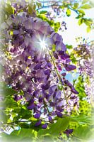 Blauwe regen in tegenlicht