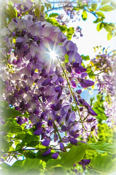 Blauwe regen in tegenlicht by Bianca Muntinga