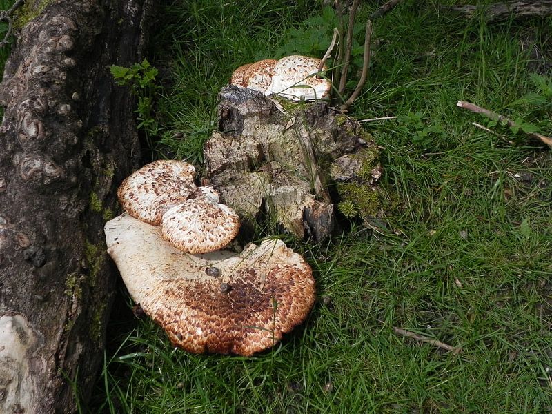 zwammen ( schimmels)  by Ingrid Van Maurik