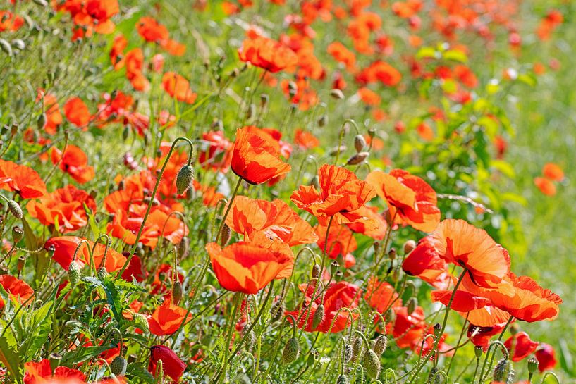 Flowering corn poppy, Papaver rhoeas by Michael Schuppich