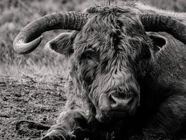 Scottish Highlander by Bouke Lolkema
