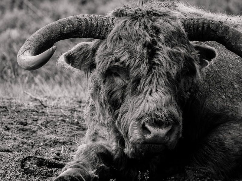 Le Highlander écossais en noir et blanc par Bouke Lolkema