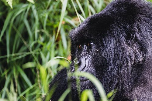 Familiebanden in het groen – Het leven van de berggorilla