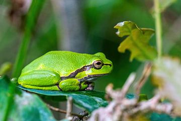 The European Tree Frog - Hyla arborea by Rob Smit