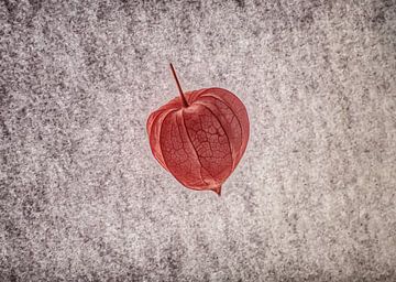 Physalis in contrast to the elements