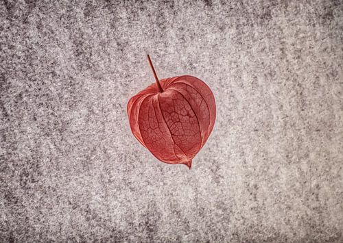 Physalis in tegenstelling tot de elementen