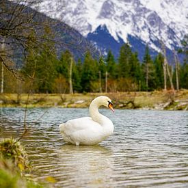 Un cygne le long de l'Isar avec les montagnes alpines en arrière-plan. sur Miriam Schwarzfischer Fotografie