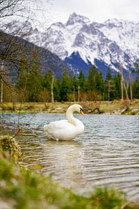 A swan along the Isar River with alpine mountains in the background.