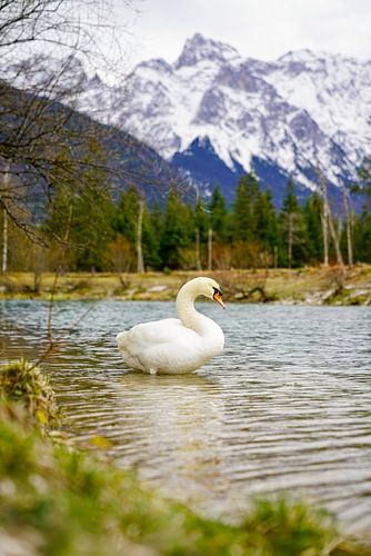 Een zwaan langs de rivier de Isar met de Alpen op de achtergrond.