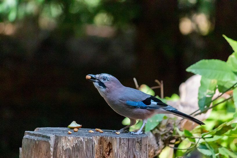 Vlaamse gaai pikt een pinda van Daniëlle Langelaar Photography