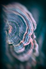 Versteckte Zeitachsen von The Art Of Vili