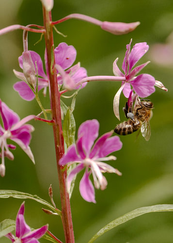 Im Takt der Natur - Biene auf Purpurlattich-Blüte